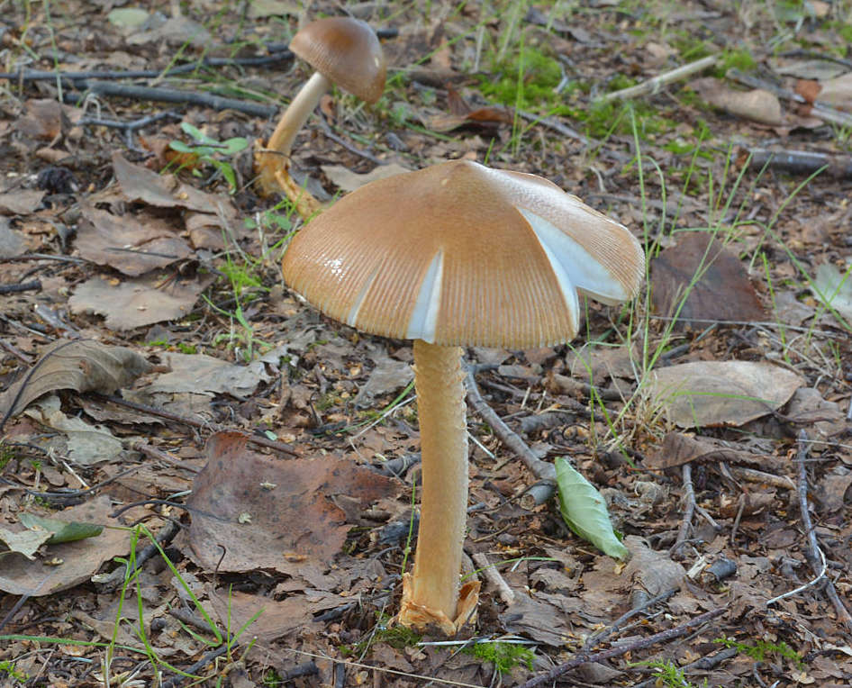 カバイロツルタケ